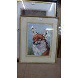 John Armitage, study of a fox, watercolour, framed