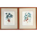Two botanical prints: 'Groseiller à grappes' and 'La Galissonnière', each 32x24cm