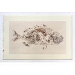 J. Henry, profile of a fish, watercolour, 35x60cm