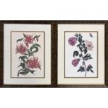Two botanical prints, 'Imperial Gloriosa' and the other engraved by J. Hayter, each 35.5x25cm, in