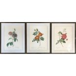 After P.T. Redoute, engraved by Raymond Langois, three botanical studies of roses, 'Rosa