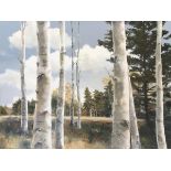 Anna Marie Schnur, silver birch, acrylic on canvas, 91.5x122cm