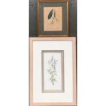 Botanical study of rosemary, watercolour on paper, signed indistinctly lower left, 12x25.5cm;