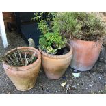 A pair of terracotta plant pots, each 35cmD; together with one other larger containing a rosemary