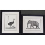 A set of Depose a la Bibliotheque Nationale prints, 'Elephant Indicus', 32x43cm, and 'Struthio