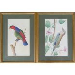 Two prints of exotic birds, both framed, 46x27cm and 28.5x47cm