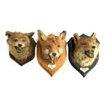 Three fox masks, mounted on wooden shields, relating to the Eridge Hunt from 1931 to 1971, the