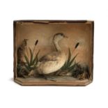 Taxidermy interest: a small aquatic bird in a naturalistic setting, glass absent, the case 33x26cm