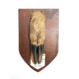 Taxidermy interest: Red deer slot 17cmL mounted on a shield with plaque inscribed 'D & S Stag