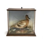 Taxidermy interest, a mallard duck within a naturalistic setting, within glass case, 46cmW