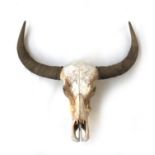 A water buffalo skull, the horns 72cm point to point