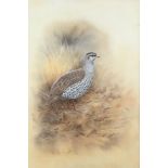 Graeme Arnott (South African, b.1941), Natal Francolin, watercolour, signed lower left, bears