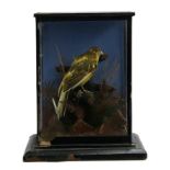 Taxidermy interest: a canary in naturalistic setting, set within a glass case, 25.5cm high