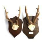 Taxidermy - Six point roebuck half skull mount, mounted on oak shield. Shield 27.5 cmL, antlers 21