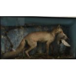 Taxidermy interest: a vixen with partridge in mouth, within a naturalistic setting, the case