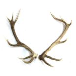 A 12 point set of antlers, unmounted