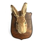 Taxidermy interest: a hare's mask mounted on wooden shield, by David Clayton Taxidermist, killed
