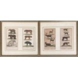 Two sets of two framed coloured engravings of mammal studies, published by Henry Fisher Caxton, each