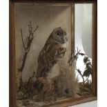 Taxidermy interest: a cased tawny owl in a naturalistic setting, the case 48x49x25cm