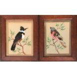 A pair of 19th century bird feather pictures, watercolour backgrounds, each 20x15cm