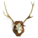 A pair of eight point antlers mounted on a wooden shield, the crown inscribed 'D.S.S.H, Point-to-