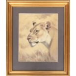 A colour print of a lioness, signed Pina, 42x33cm
