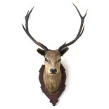 Taxidermy interest: an eight point stag's head