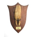 Taxidermy interest; red deer slot mounted on a shield 31cmL, the plaque inscribed 'Devon &