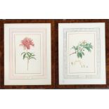 After Franz Andreas Bauer, a set of four botanical prints, with a certificate of origin from the