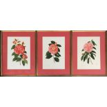 A set of six botanical Camellia prints after Paul Jones, each 45x32cm