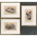 A set of three 19th century coloured engravings, depicting poultry, game birds, and butterflies,