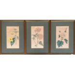 A set of three late 18th century botanical coloured engravings, published by W. Curtis, each