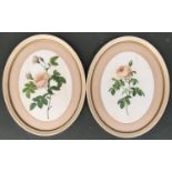 A pair of coloured prints of roses set within painted oval frames, 32x24cm