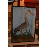 A cased and preserved Heron
