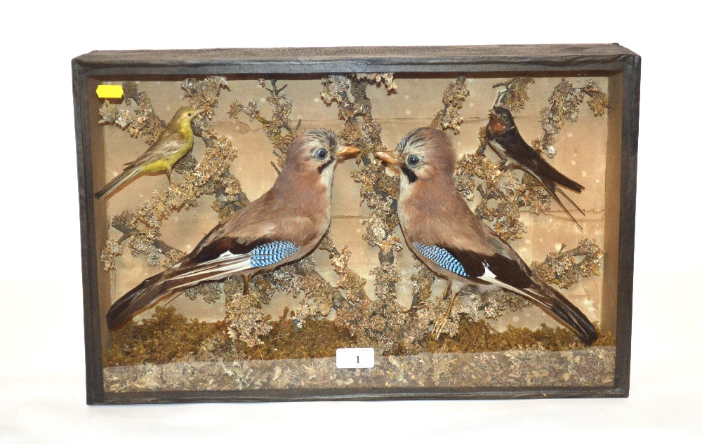 A cased arrangement of preserved Jays and other bi - Image 2 of 2