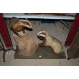 A Taxidermy arrangement of Bavarian badgers on a tr