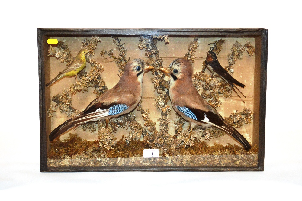 A cased arrangement of preserved Jays and other bi