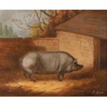 J. Box, 20th Century, study of a pig in a sty, signed oil on canvas laid on board, 21cm x 25.5cm