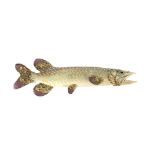 A Studio pottery model of a pike, 60cm long