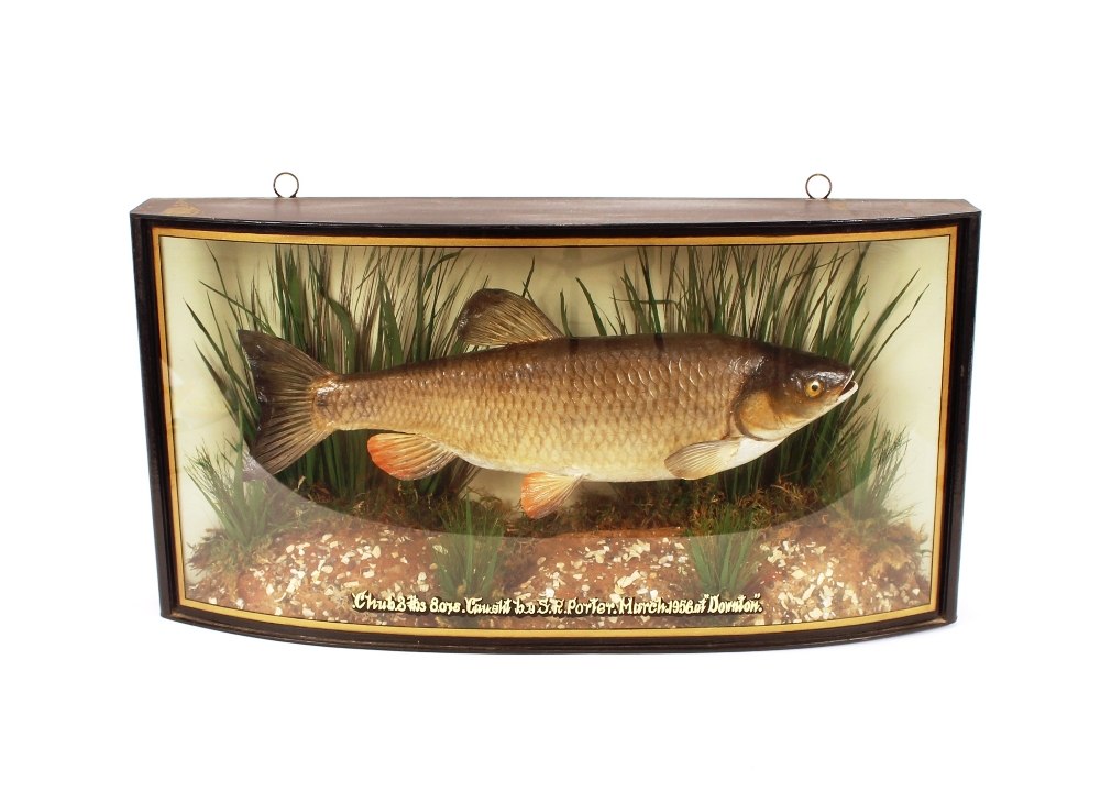 A preserved Chubb, in glazed bow fronted case, inscribed "Chubb, 3lb 8ozs. catch by S.R. Porter,