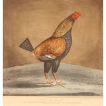 After Pollard, a set of four 19th Century coloured cock fighting prints