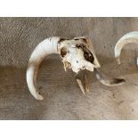 A Ram's skull