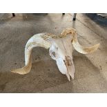 A Ram's skull