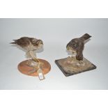 Two preserved sparrow hawks on naturalistic bases