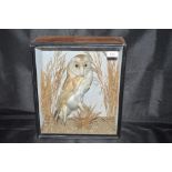 A cased and preserved Barn owl set amongst foliage