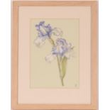 A watercolour study of Irises, monogrammed bottom