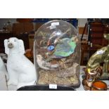 Five taxidermy birds in glass dome