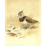 Roland Green, study of Peewits and young, unsigned
