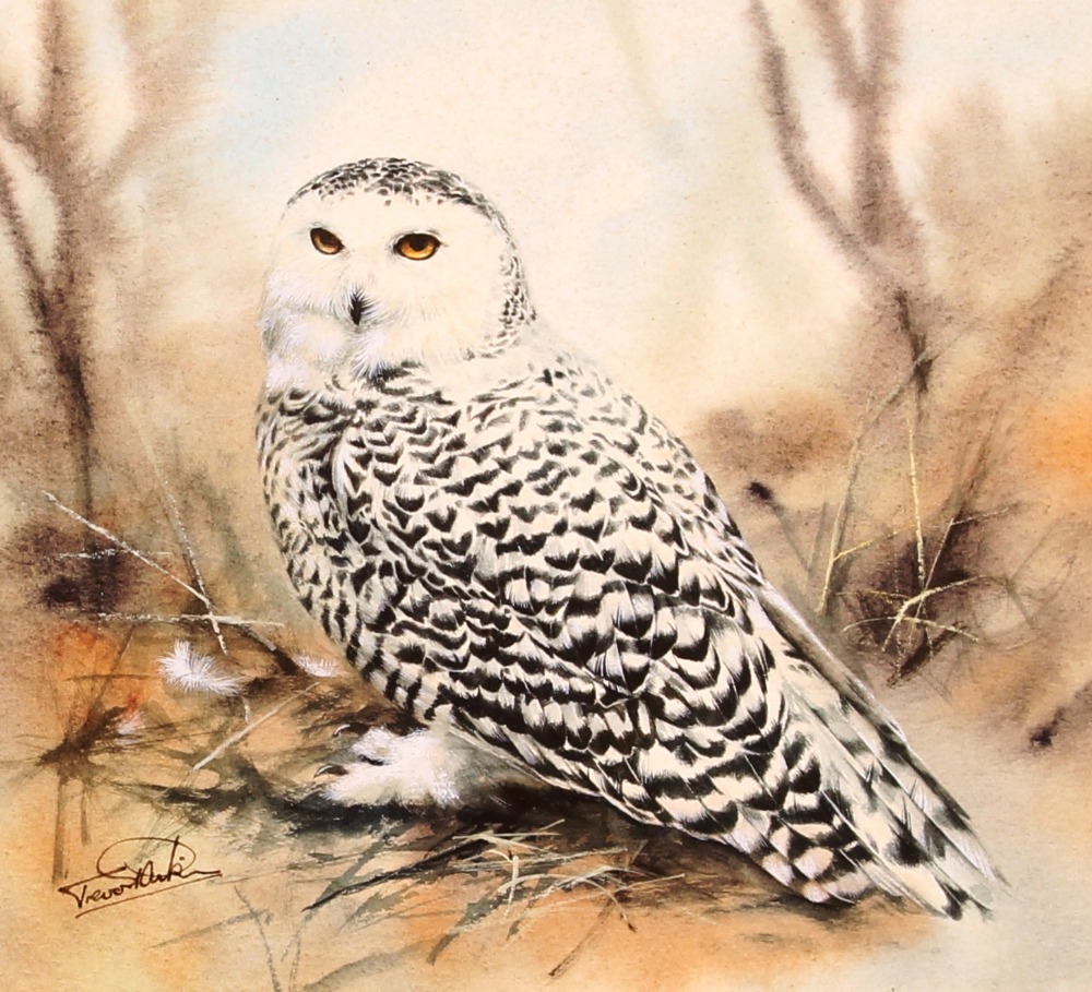 Trevor Stark, study of an owl, signed watercolour,