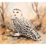 Trevor Stark, study of an owl, signed watercolour,